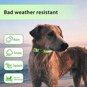 Rechargeable LED Dog Safety Collar – 8 Light Modes