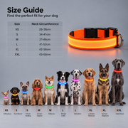 illumi Led Dog Collar