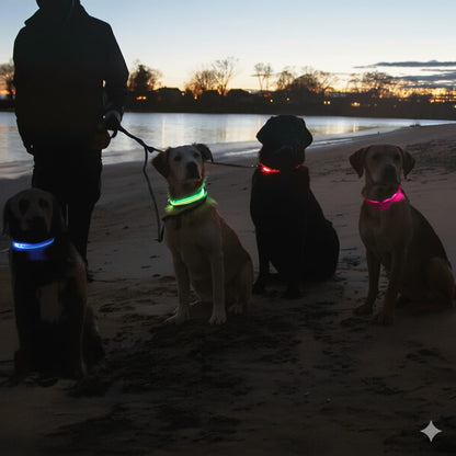 illumi LED Dog Collar